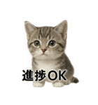 ビジネスで使える子猫のマンチカン（個別スタンプ：9）