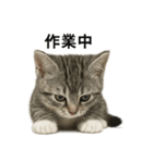 ビジネスで使える子猫のマンチカン（個別スタンプ：11）