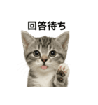 ビジネスで使える子猫のマンチカン（個別スタンプ：12）
