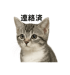 ビジネスで使える子猫のマンチカン（個別スタンプ：14）