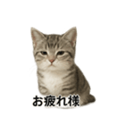 ビジネスで使える子猫のマンチカン（個別スタンプ：16）