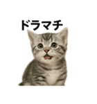子猫のマンチカン。アニメ、マンガ言葉集（個別スタンプ：2）