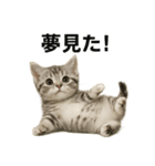 子猫のマンチカン。アニメ、マンガ言葉集（個別スタンプ：4）