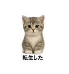 子猫のマンチカン。アニメ、マンガ言葉集（個別スタンプ：9）