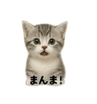 子猫マンチカンの赤ちゃん言葉集（個別スタンプ：1）