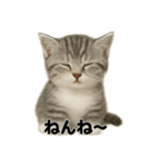 子猫マンチカンの赤ちゃん言葉集（個別スタンプ：2）