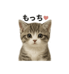 子猫マンチカンの赤ちゃん言葉集（個別スタンプ：7）