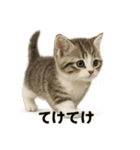 子猫マンチカンの赤ちゃん言葉集（個別スタンプ：9）