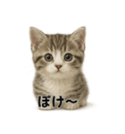 子猫マンチカンの赤ちゃん言葉集（個別スタンプ：11）