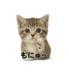 子猫マンチカンの赤ちゃん言葉集（個別スタンプ：12）
