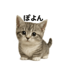 子猫マンチカンの赤ちゃん言葉集（個別スタンプ：14）