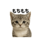 子猫マンチカンの赤ちゃん言葉集（個別スタンプ：16）