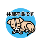 【フォーン】1年中使える♡パピーイタグレ（個別スタンプ：20）