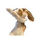 使い方自由です。うさぎのフッくん（個別スタンプ：2）