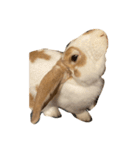 使い方自由です。うさぎのフッくん（個別スタンプ：15）