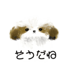 うろ覚えシーズー(文字入りver)（個別スタンプ：1）