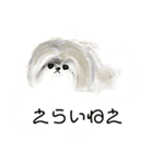 うろ覚えシーズー(文字入りver)（個別スタンプ：3）