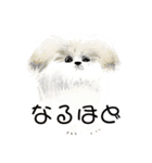 うろ覚えシーズー(文字入りver)（個別スタンプ：4）