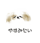 うろ覚えシーズー(文字入りver)（個別スタンプ：5）
