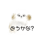 うろ覚えシーズー(文字入りver)（個別スタンプ：11）