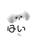 うろ覚えシーズー(文字入りver)（個別スタンプ：17）