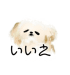 うろ覚えシーズー(文字入りver)（個別スタンプ：19）