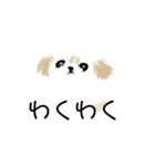 うろ覚えシーズー(文字入りver)（個別スタンプ：21）