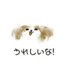 うろ覚えシーズー(文字入りver)（個別スタンプ：22）