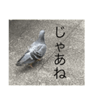 写真の鳩3（個別スタンプ：3）