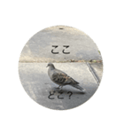 写真の鳩3（個別スタンプ：4）