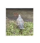 写真の鳩3（個別スタンプ：5）
