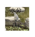 写真の鳩3（個別スタンプ：6）
