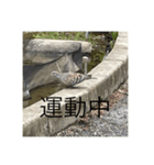 写真の鳩3（個別スタンプ：7）