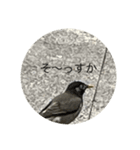 写真の鳩3（個別スタンプ：8）