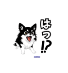 チワワのももちゃんの一言（個別スタンプ：7）