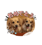 チロル＆チョコ14（個別スタンプ：6）