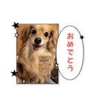 チロル＆チョコ14（個別スタンプ：7）