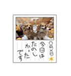 チロル＆チョコ14（個別スタンプ：16）