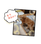 チロル＆チョコ14（個別スタンプ：29）
