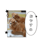 チロル＆チョコ14（個別スタンプ：31）