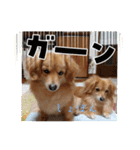 チロル＆チョコ14（個別スタンプ：36）