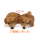 チロル＆チョコ14（個別スタンプ：39）