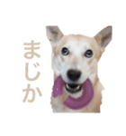 伝説の犬、田んぼしゃんのスタンプ（個別スタンプ：2）