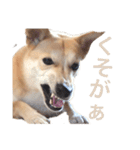 伝説の犬、田んぼしゃんのスタンプ（個別スタンプ：3）