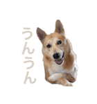 伝説の犬、田んぼしゃんのスタンプ（個別スタンプ：4）