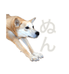 伝説の犬、田んぼしゃんのスタンプ（個別スタンプ：5）