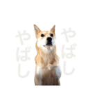 伝説の犬、田んぼしゃんのスタンプ（個別スタンプ：6）