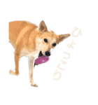 伝説の犬、田んぼしゃんのスタンプ（個別スタンプ：7）