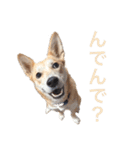 伝説の犬、田んぼしゃんのスタンプ（個別スタンプ：8）