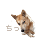 伝説の犬、田んぼしゃんのスタンプ（個別スタンプ：9）